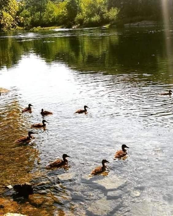 Flora&Fauna Bihać Kültér fotó